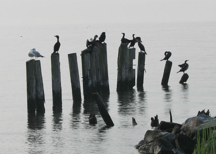 Double-crested Cormorants